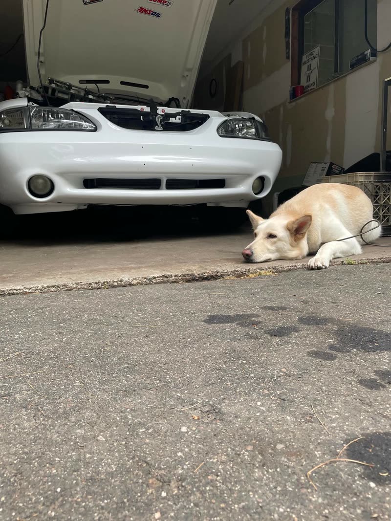 Shop dog lying in front of a white Mustang at the garage entrance